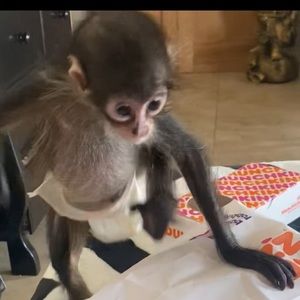 Meet your Posher, Bree